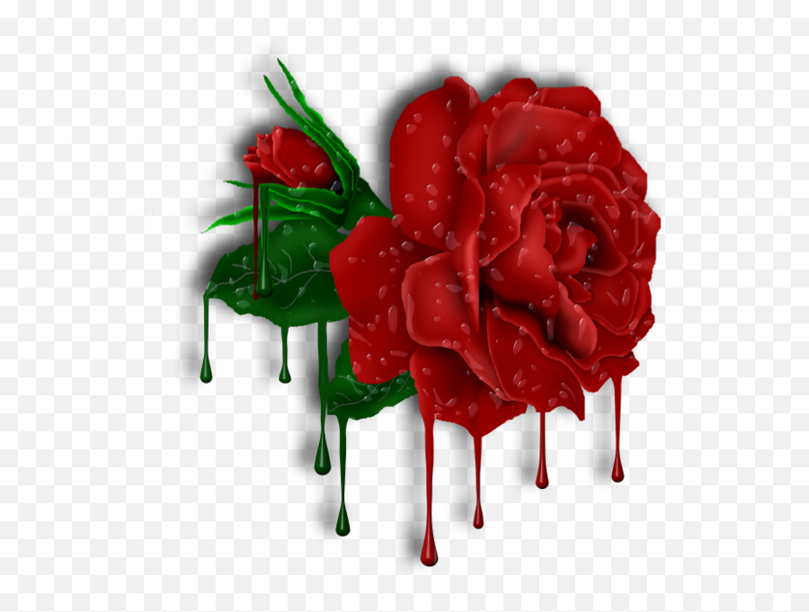 Red Roses And Drops With Transparent Background And Shadow - Roses Melting Png Emoji,Rose Emoji Jpg