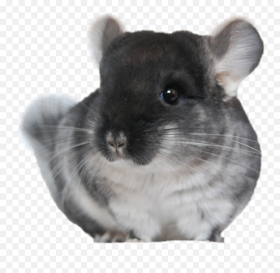 Chinchilla Sticker - Chinchilla Emoji,Chinchilla Emoji