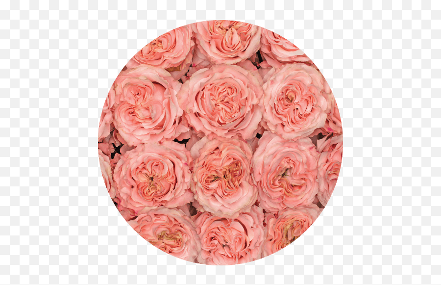 Rosaprima - Rose Stories Rosaprimau0027s 2021 New Varieties Emoji,Roses Are Senstive To Emotion