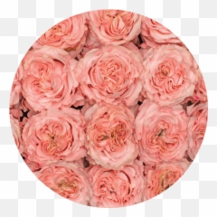 Rosaprima - Rose Stories Rosaprimau0027s 2021 New Varieties Emoji,Roses Are Senstive To Emotion