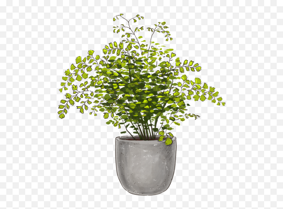 White Rabbit Foot Fern Table Plants Lively Root Emoji,Eyes Ball Next To Rabbit Emoji