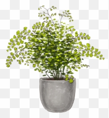 White Rabbit Foot Fern Table Plants Lively Root Emoji,Eyes Ball Next To Rabbit Emoji