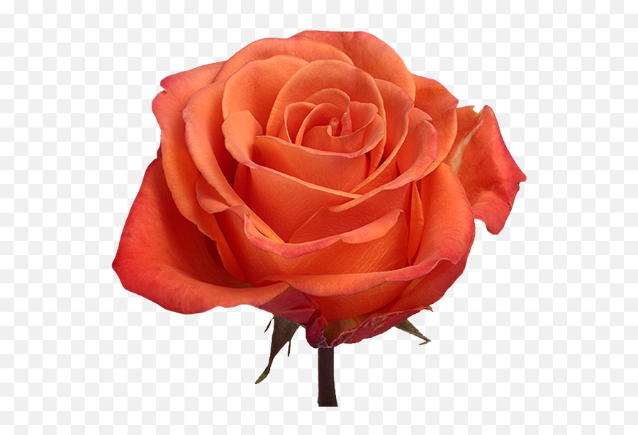Roses Sunshine Bouquet Emoji,Emoji Pink Flower Meaning
