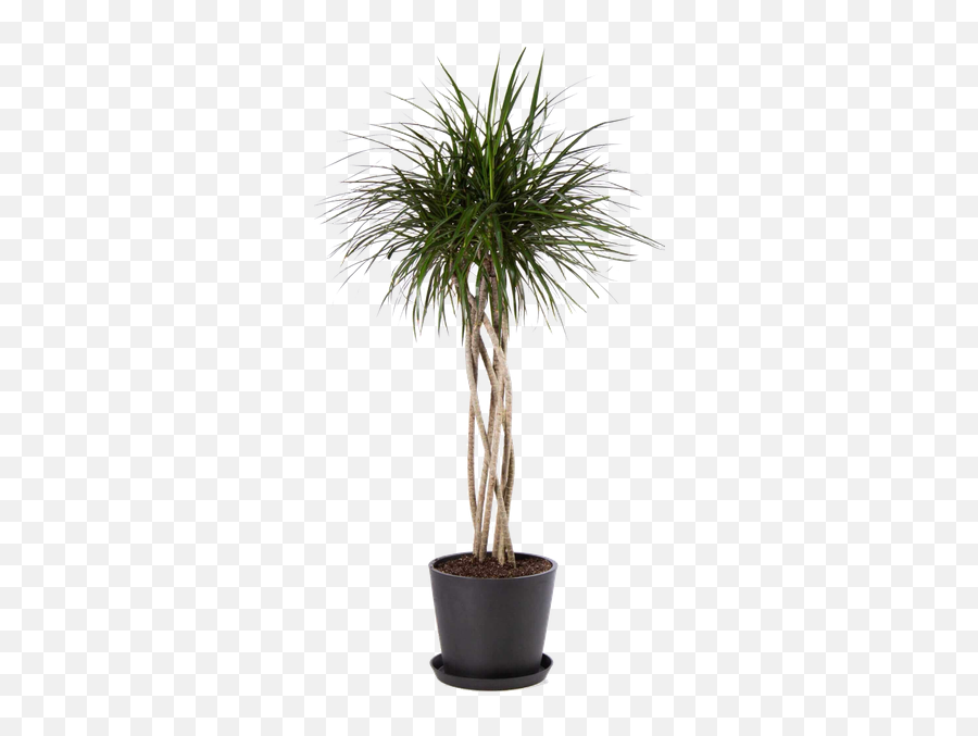 Dracaena Marginata Open Weave Charcoal Extra Large - Dracaena Marginata Braid Emoji,Extra Large Emoji Decorations Dracaena Marginata Open Weave Charcoal Extra Large - Dracaena Marginata Braid Emoji,Extra Large Emoji Decorations