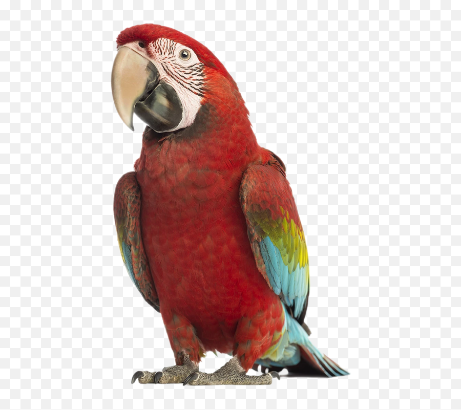 Bird Grooming Services Deltona Fl - Five Feather Services Inc Du Perroquet Emoji,African Grey Parrot Reading Emotions