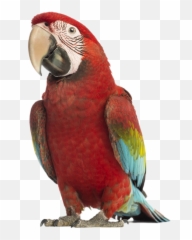 Bird Grooming Services Deltona Fl - Five Feather Services Inc Du Perroquet Emoji,African Grey Parrot Reading Emotions