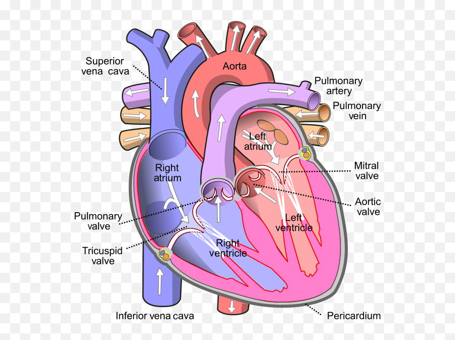 How Is The Heart Two Pumps In A Series - Quora Human Heart Emoji,Wiki Color Emotion