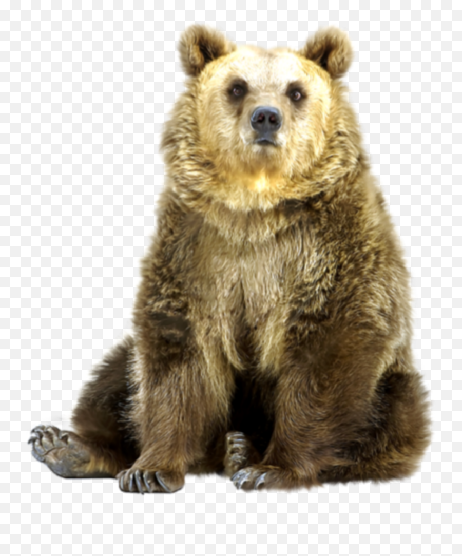 Bear Animal Urso Sticker - Brown Bewr Sitting Down Emoji,Grizzly Bear Emoji Android