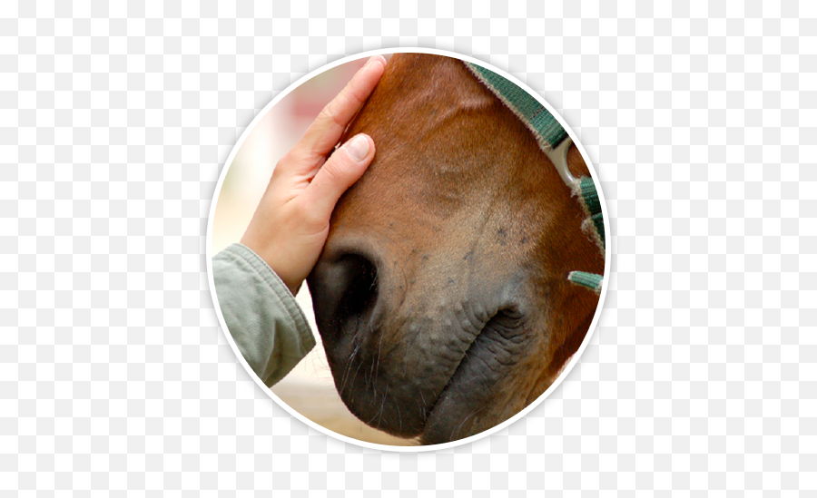 Equine Facilitated Wellness - Heaven Losing A Horse Quotes Emoji,Equine Emotions