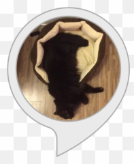 Alexa Skills - Cattle Emoji,Ech Cat Emotion