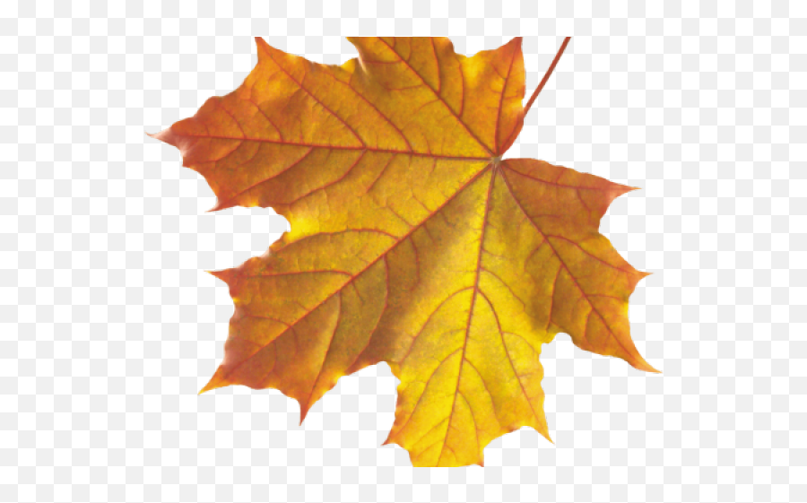 Real Fall Leaves Png Transparent - Real Fall Leaves Transparent Emoji,Fall Leaf Emoji