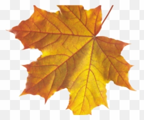Real Fall Leaves Png Transparent - Real Fall Leaves Transparent Emoji,Fall Leaf Emoji