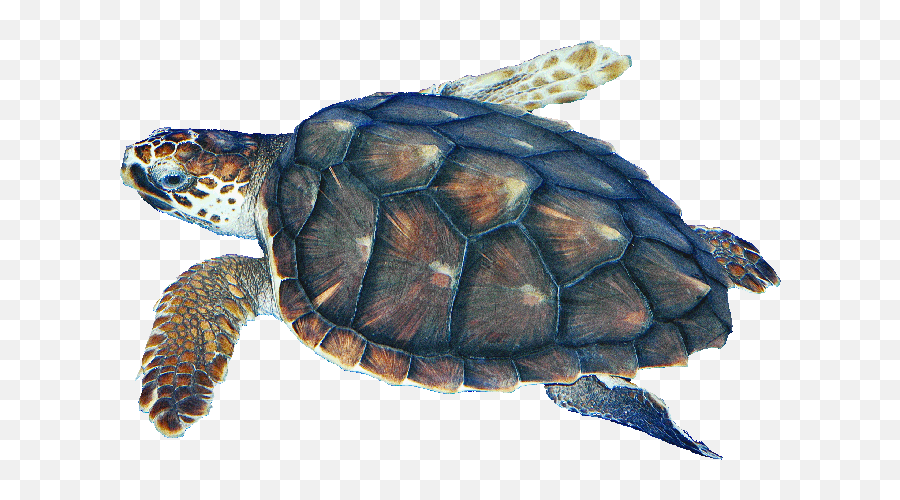 Loggerhead Png U0026 Free Loggerheadpng Transparent Images - Sea Turtle Transparent Emoji,Sea Turtle Emoji