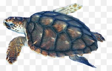 Loggerhead Png U0026 Free Loggerheadpng Transparent Images - Sea Turtle Transparent Emoji,Sea Turtle Emoji