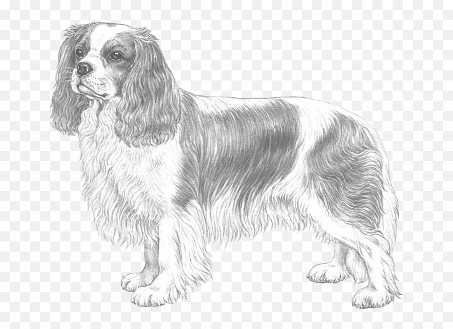 Cavalier King Charles Spaniel - Pedigreed Breeds Saint Charles Cavalier Drawing Emoji,Cavaliers Emoji