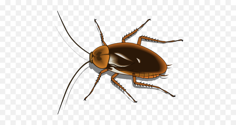 Leilani - Bio Poem Google Drawings Cockroach Clipart Emoji,Cockroach Emoticon