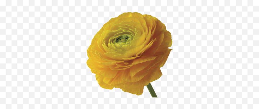 A Red Red Rose Meaning In Hindi - Ranunculus Yellow Png Emoji,Deep Emotion Rose Bouquet Ftd
