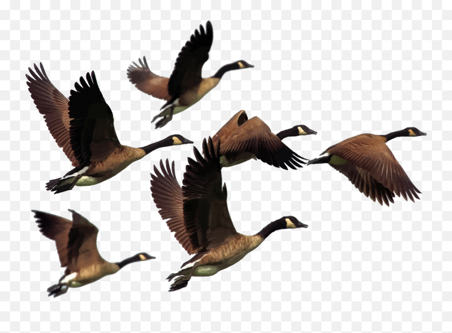 Goose Birds Flying Fly Migrationanimals - Flying Geese Png Emoji,Canadian Goose Emoji