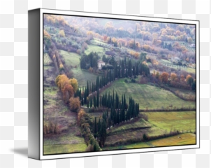 Colonnade Of Trees By Manuel Mazzei - Natural Landscape Emoji,Balcony Emotion