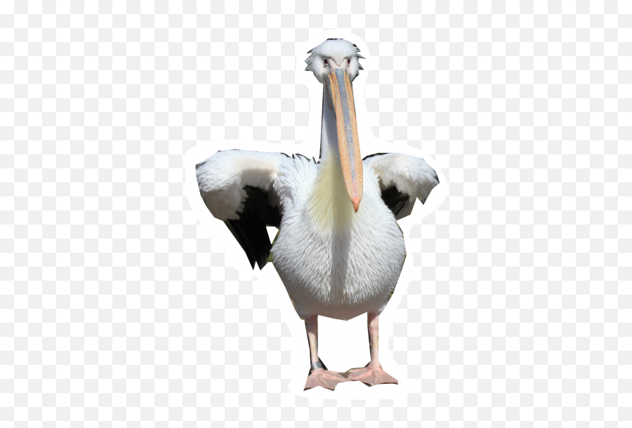 Pelicans Walking Png - Pelicans Transparent Emoji,Pelican Emoji