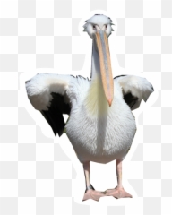 Pelicans Walking Png - Pelicans Transparent Emoji,Pelican Emoji