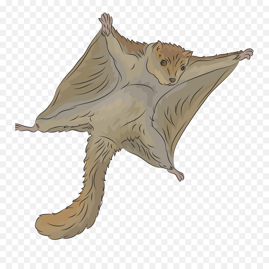 Donate To Camp Ooch - Sporting Life 10k Virtual Run U2014 Race Flying Squirrel Transparent Drawing Emoji,Babushka Emoticons