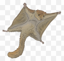 Donate To Camp Ooch - Sporting Life 10k Virtual Run U2014 Race Flying Squirrel Transparent Drawing Emoji,Babushka Emoticons