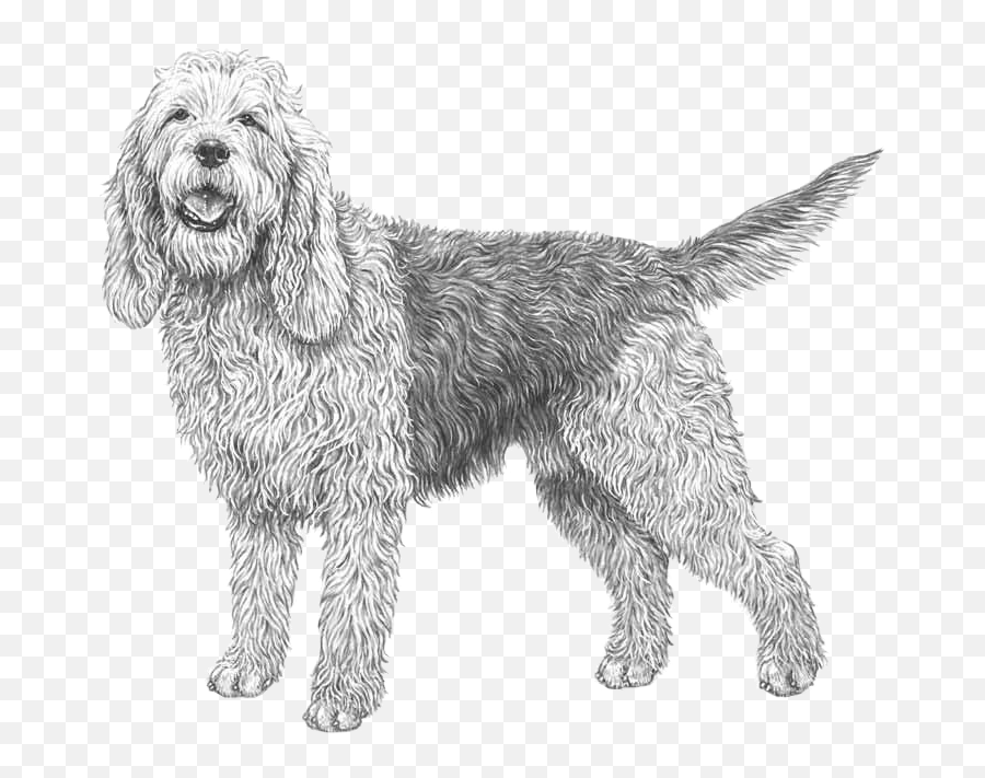 Otterhound - Pedigreed Breeds Dogwellnetcom Briquet Griffon Vendeen Dog Emoji,Basset Hound Emoji