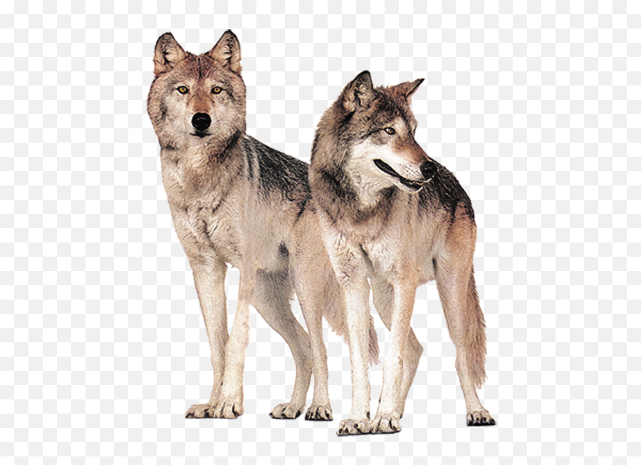 Free Transparent Gray Wolf Png Download - Pack Of Wolves Clip Art Free Emoji,Wolfpack Emojis