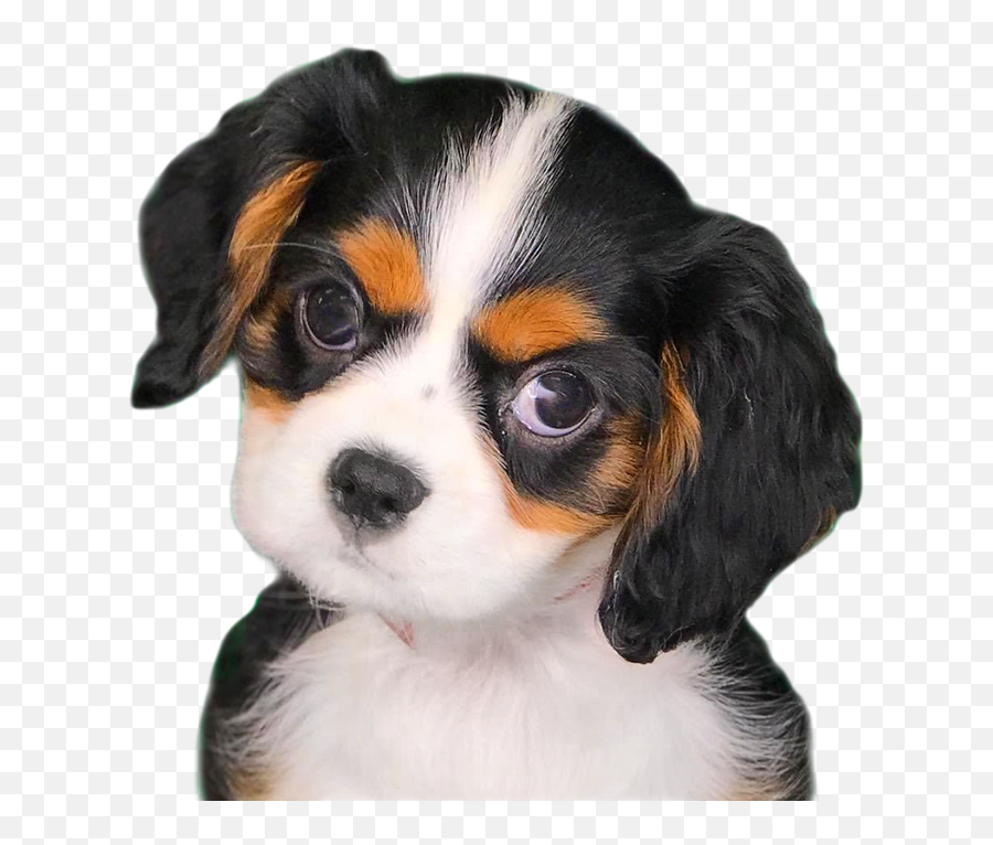 About Us - Your New Puppy Puppy Emoji,Beagle Puppy Emotions