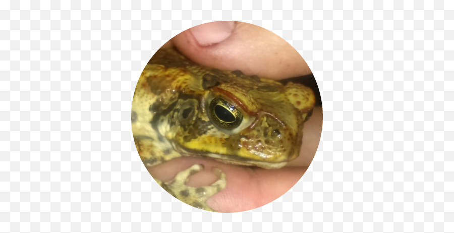 Toadscan How To Use The Website - American Bullfrog Emoji,Spadefoot Toad Emotion