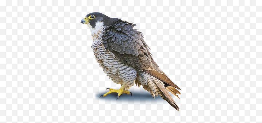 Peregrine Falcon Png Photo Png Mart Emoji,Falcons Emojis