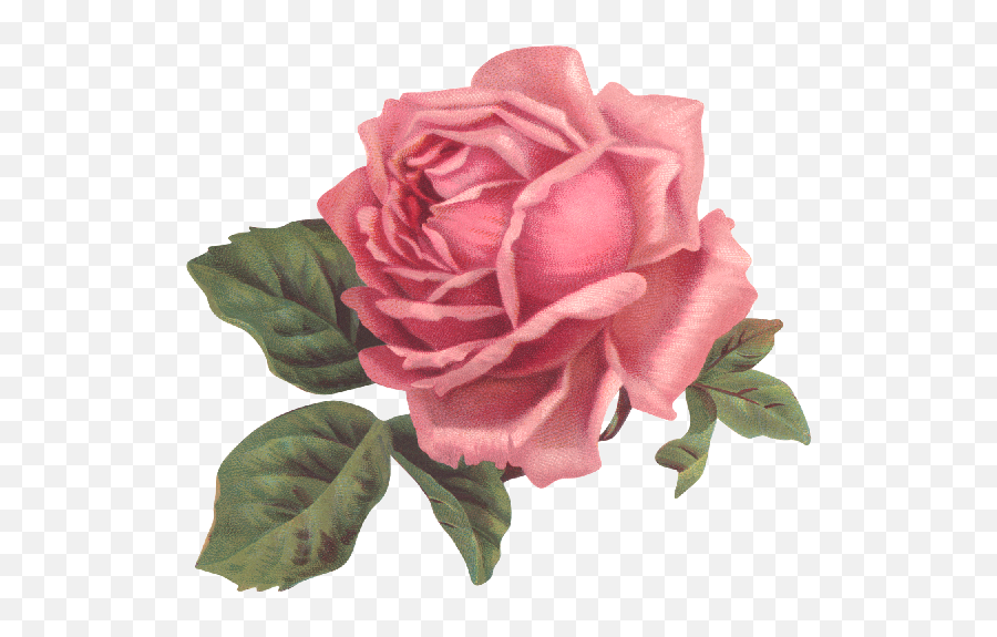 Garden Roses Flower Pink Floral Design - Rose Png Download Vintage Pink Rose Transparent Emoji,Tumblr Emoji Edits