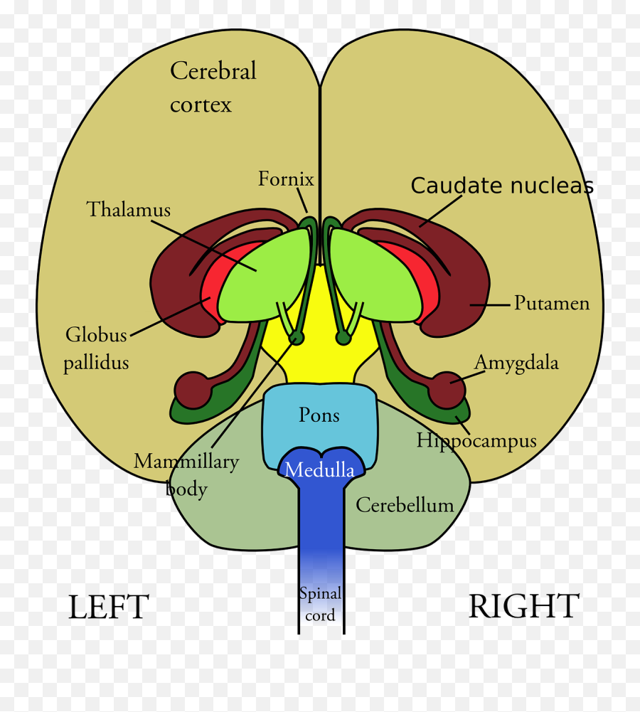 Essential Oils For Blocker Clearing - Learn Cybernetic Brain Anatomy Front View Emoji,Emotions And Essential Oils