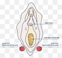Swollen Vulva You May Have A Bartholin - Language Emoji,Swollen Testicles Emotions