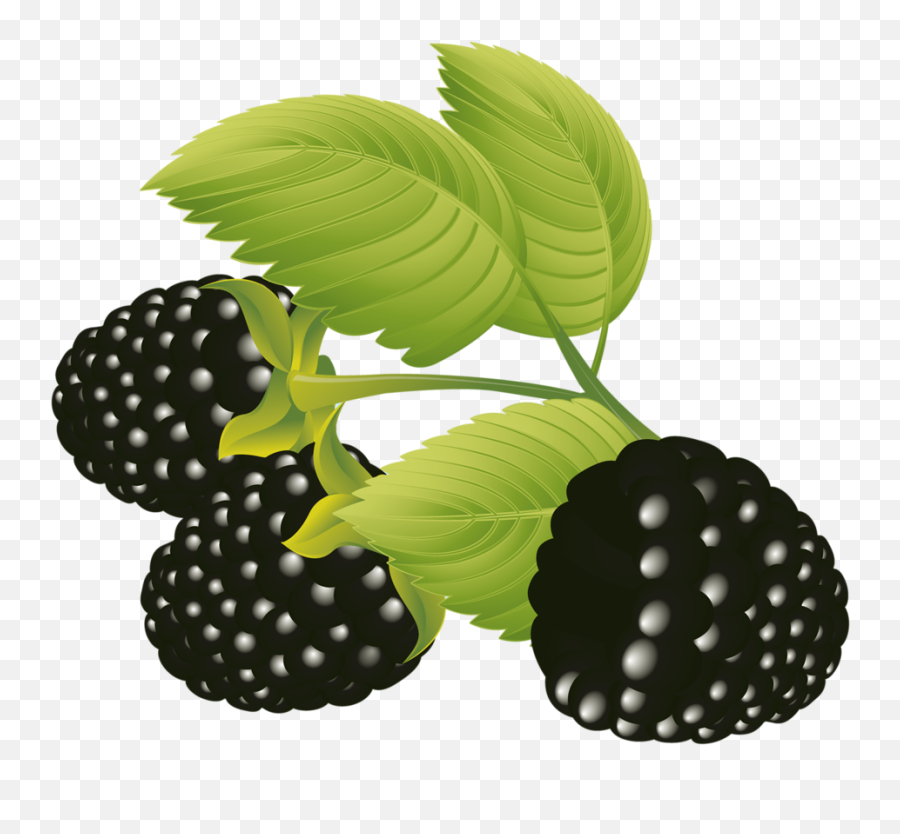 Blackberries Vector Free Eps Vector - Fruit Vector Emoji,Blackberry Emoji