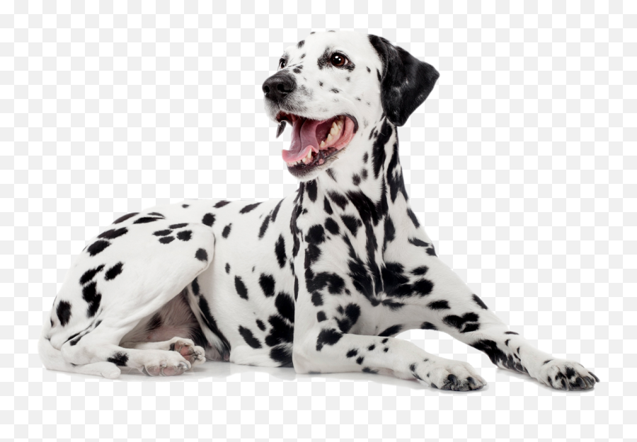 Labrador Retriever Zoetis - Friendly Dalmatian Emoji,Happy Birthday Emoticons With Labrador Retriever