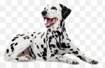 Labrador Retriever Zoetis - Friendly Dalmatian Emoji,Happy Birthday Emoticons With Labrador Retriever