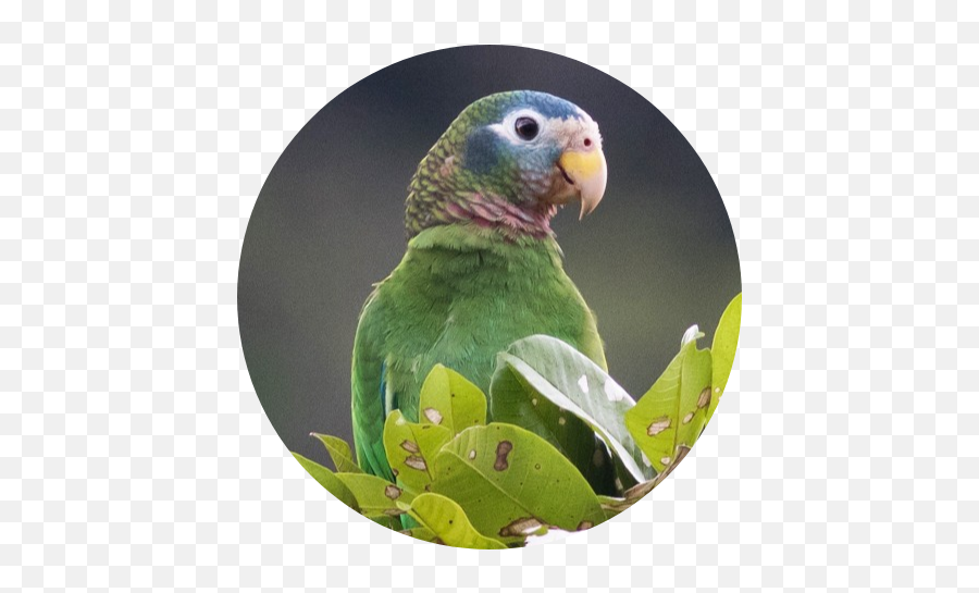 Home Best Pet Birds - Parrots Emoji,African Grey Parrot Reading Emotions