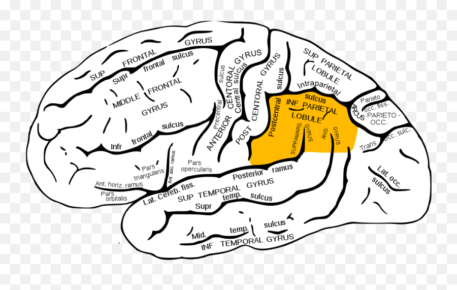 Inferior Parietal Lobule - Wikipedia Superior Temporal Sulcus Emoji,Neuroanatomy Of Emotions