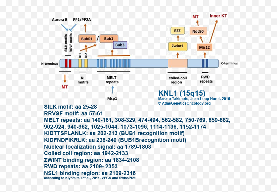 Knl1 Cancer Susceptibility Candidate 5 - Vertical Emoji,Terminus Est Emojis