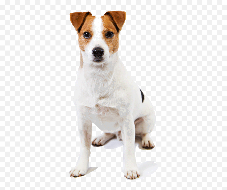 Jack Russell Terrier Transparent Images - Jack Russell Terrier Dog Png Emoji,Terrier Dog Emoji Png