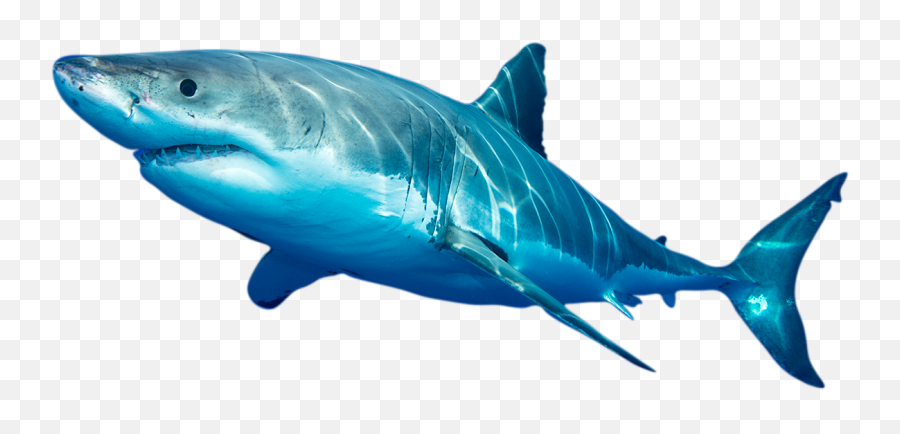 Shark Equivalent Of Burning Man - Shark Fish Hd Png Emoji,Shark Emoticon Depth