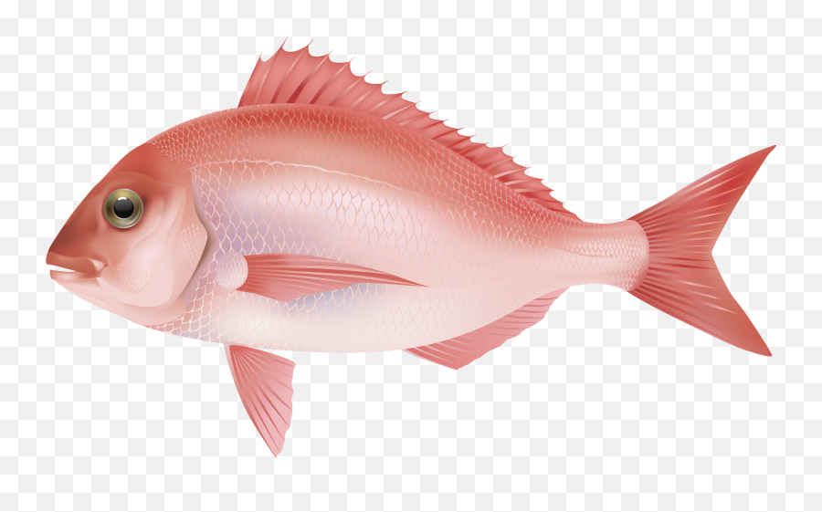 Download Red Sea Fish Png Clipart Image - Fish Png Emoji,Tropical Fish Emoji