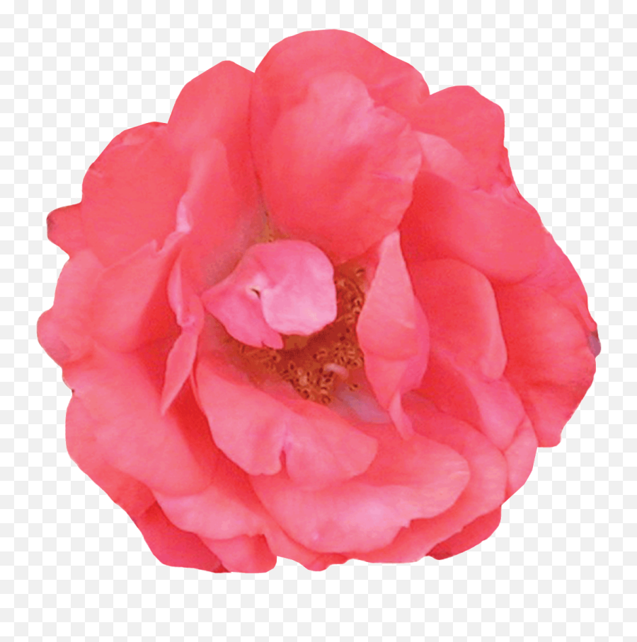 The Collection U2014 Drift Roses Emoji,Roses Are Senstive To Emotion