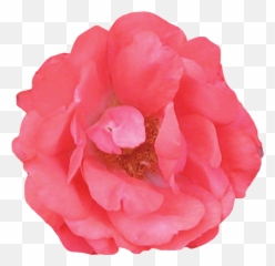 The Collection U2014 Drift Roses Emoji,Roses Are Senstive To Emotion
