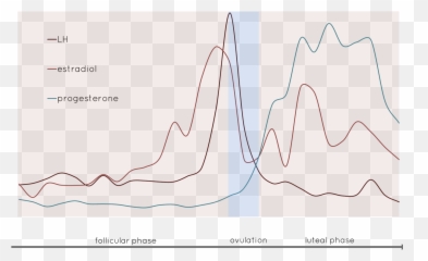 Teambielefeld - Cebitecbackground 2020igemorg Emoji,Female Hormonal And Emotion Cycle Graph