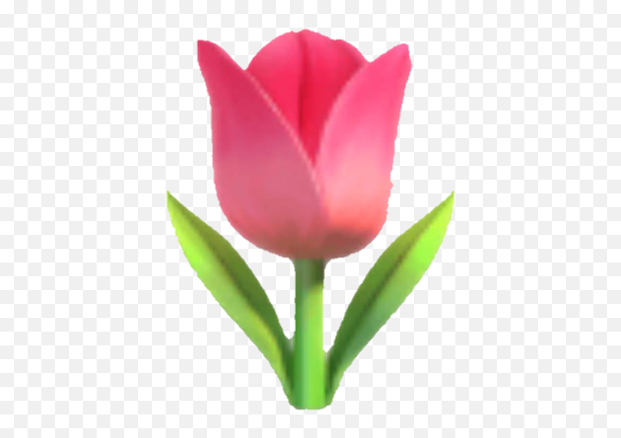 Cherry Blossom Emoji Png - Emoji Tulip Flower Pink Tulip Emoji,Cherry Emoji