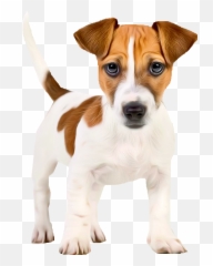 Jack Russell Terrier - Jack Russells Puppys Transparent Emoji,Jack Russell Emoji