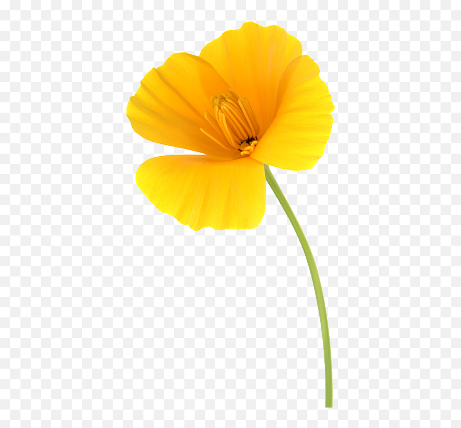 History Of California 1900 - California Poppy Transparent Emoji,Emotion Bowl Idaho Falls 2016